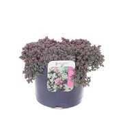 Sedum cauticola Lidakense