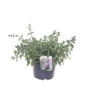 Nepeta faassenii Six Hills Giant