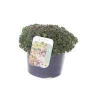 Sedum oreganum