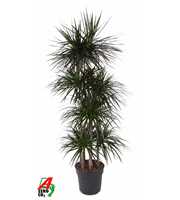 Dracaena Magenta 120-carrousel