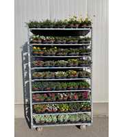 Perkplanten Mixkar 10,5 cm