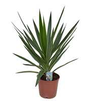 Yucca elephantipes puck P21