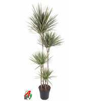 Dracaena Bicolor 120-90-60-30