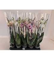 Phalaenopsis gemengd 3 Tak Mix Compact