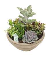 Succulent arrangement in 35 cm 'Grijze Schaal'