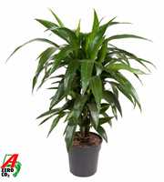 Dracaena Janet Craig vertakt P21