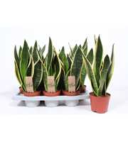 Sansevieria Black Superba