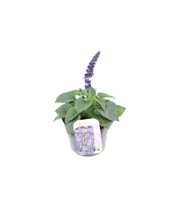 Salvia Mystic Spires Blue