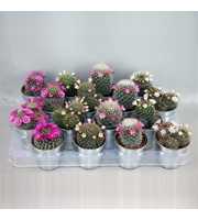 1081 Zink Bloeiende cactus 6,5 cm