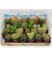 102 Cactus gemengd 8,5 cm