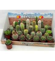 art.98 Cactus gemengd 6,5 cm