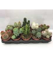 art.119 Cactus mix 12 cm