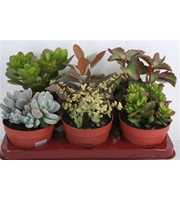 art.140 Succulenten mix 12 cm