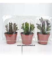 177 Succulent solo blister 12 cm