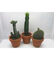 art.1820 Rozenpot cactus 17 cm