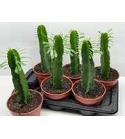 art.217 Euphorbia ingens 17 cm