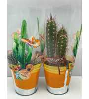 2235 Cactus zink mexicohoes 8,5 cm