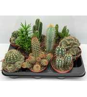 art.92 Cactus gemengd 10,5 cm