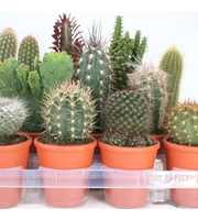 93 cactus in rozenpot 8,5 cm