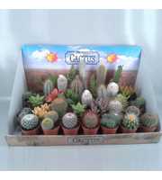 art.98 cactus mix showdoos 6,5 cm