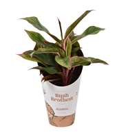 Aglaonema Light Star