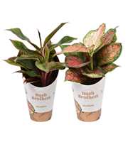 Aglaonema mix Spotted star en Light star