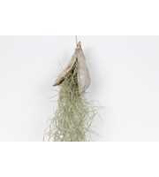 Tillandsia penca white wash