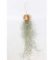 Tillandsia in een Pumpkin Bellcup