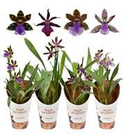Zygopetalum 1 tak 3+ knop mix 12 cm