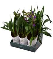 Zygopetalum 1 tak 5+ knop 12 cm in Bush Brothers s