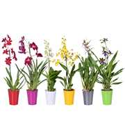 Orchideeën mix 1 tak 12 cm met gekleurd plastic po