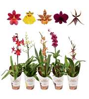 Orchideeën mix 1 tak 12 cm