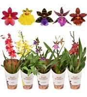 Orchideeën mix A1 kort 12 cm