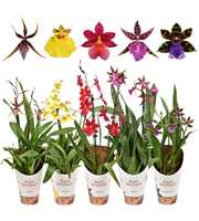 Orchideeën mix 2 tak