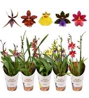 Orchideeën mix 2 tak kort