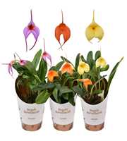 Masdevallia 9 cm mix