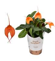 Masdevallia oranje 9 cm