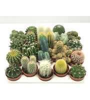 100 Cactus mix 5,5 cm