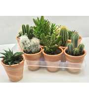 art.193 Marmer rozenpot cactus 8,5 cm