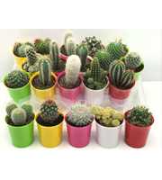 347 Cactus kameleon pot 6,5 cm