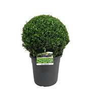 Buxus sempervirens