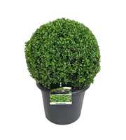 Buxus sempervirens