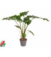 Alocasia Portodora (NO GAP)