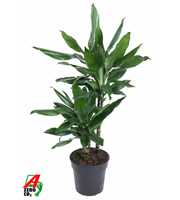 Dracaena Janet Lind 30-10