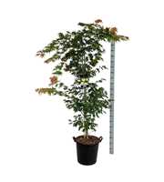 Acer pseud. 'Arctic Jade' ®