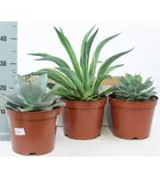 Agave mix 21 cm