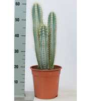 Pilocereus azureus 21 cm