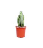 Myrtillocactus geometrisans 21 cm