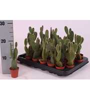 Opuntia mix 5,5 cm