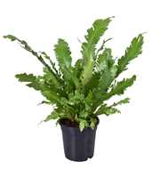 Asplenium Campio